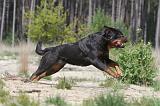 ROTTWEILER 277